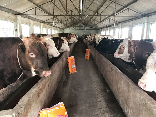 【影响母牛繁殖力的因素有哪些、繁殖母牛喂什么饲料提高发情?】-